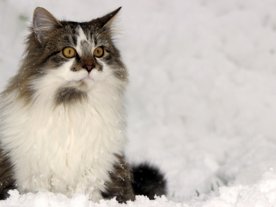 кот, взгляд, сидит на снегу