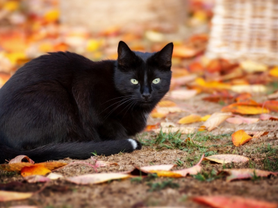 кошка чёрная, взгляд, осень, листопад