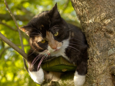 кот, животное, сидит на дереве