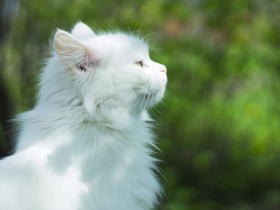 кошка белая, животное