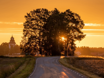 дорога, деревья, солнце за деревьями