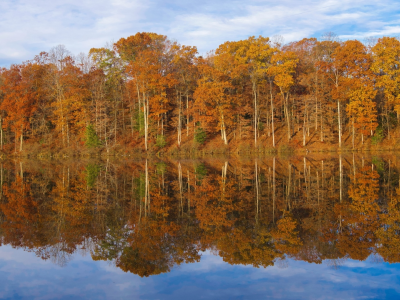 озеро, лес, деревья, осень