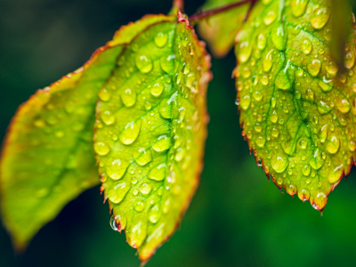 листья зелёные, капли дождя