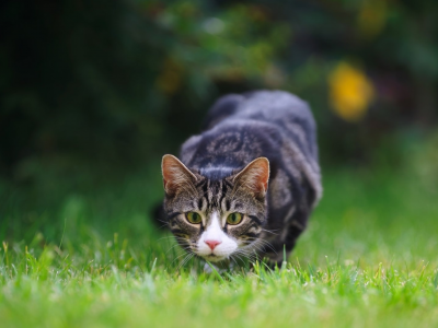 кот, взгляд, на траве