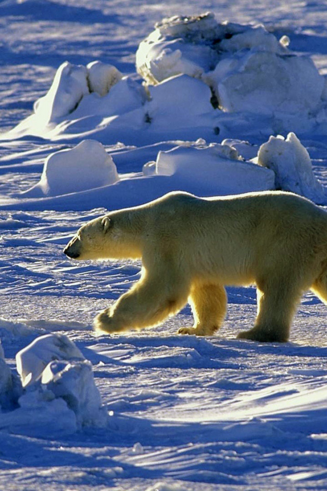 медведь полярный, снег