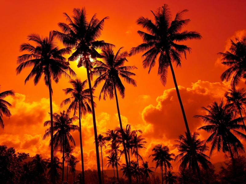 природа, пальмы, закат