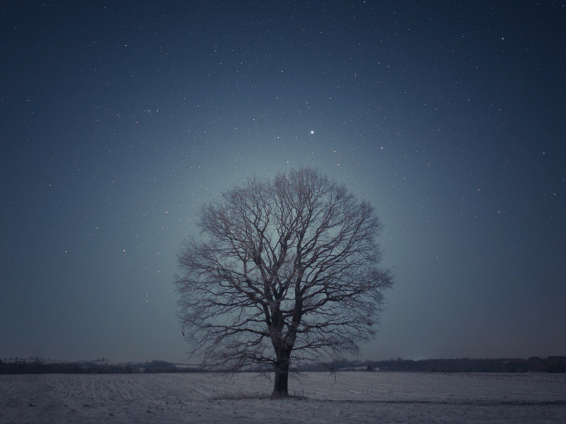 поле, дерево, ночь