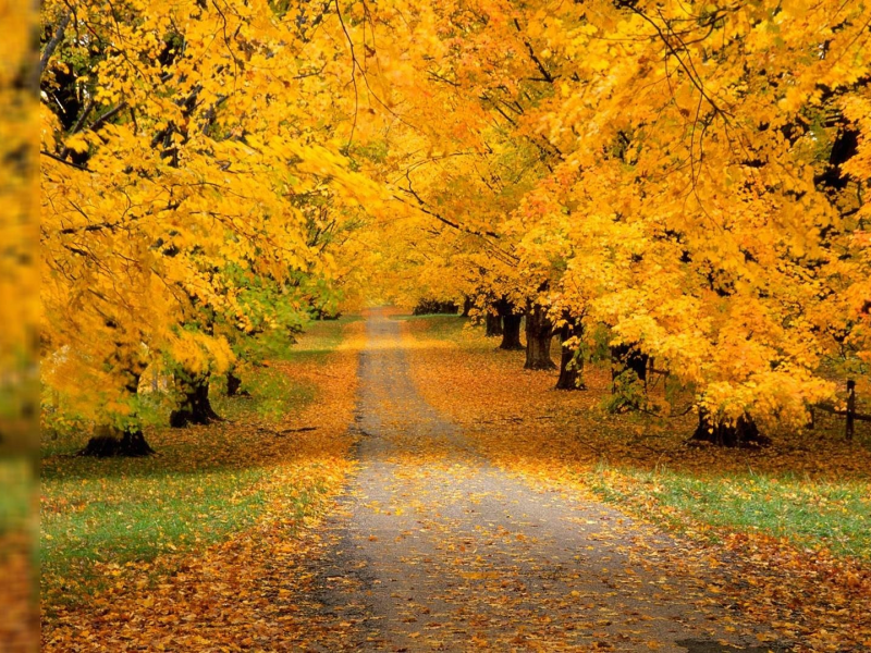 природа, осень, деревья, лес, дорога