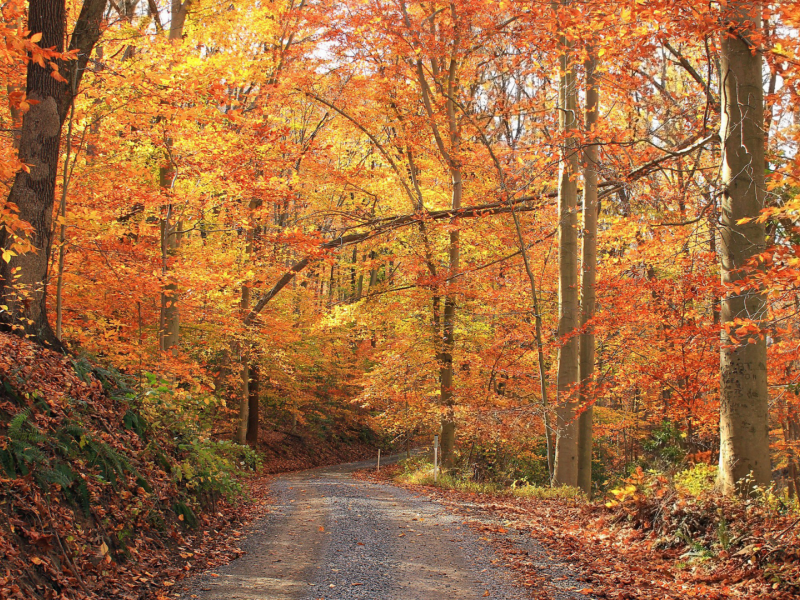 лес, деревья, дорога, осень, листья жёлтые