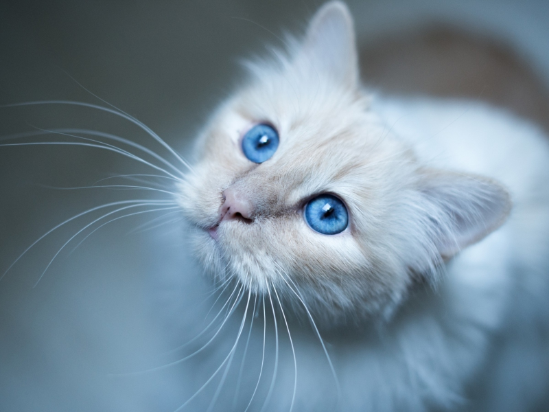 кошка, взгляд, глаза