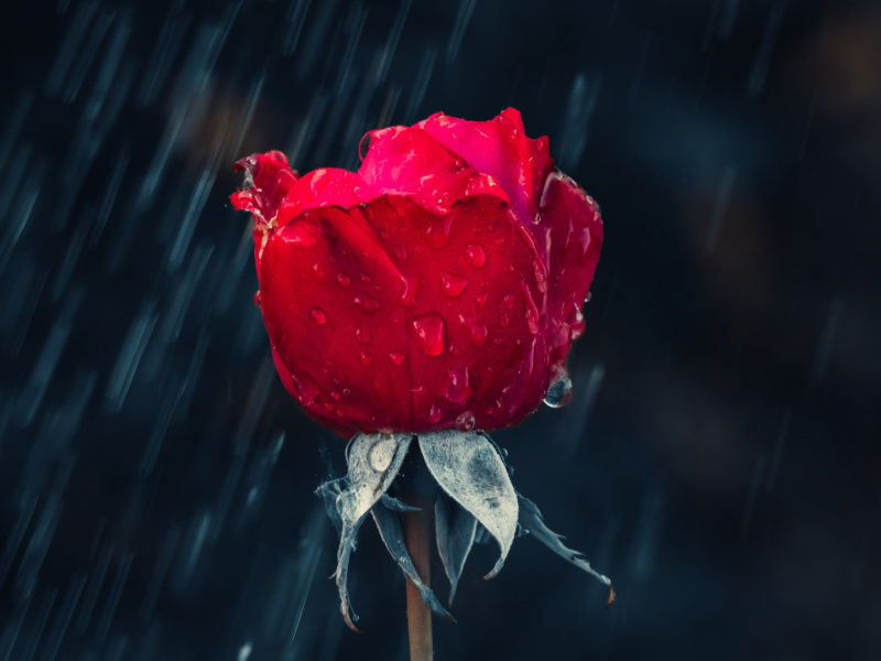 роза, бутон, дождь