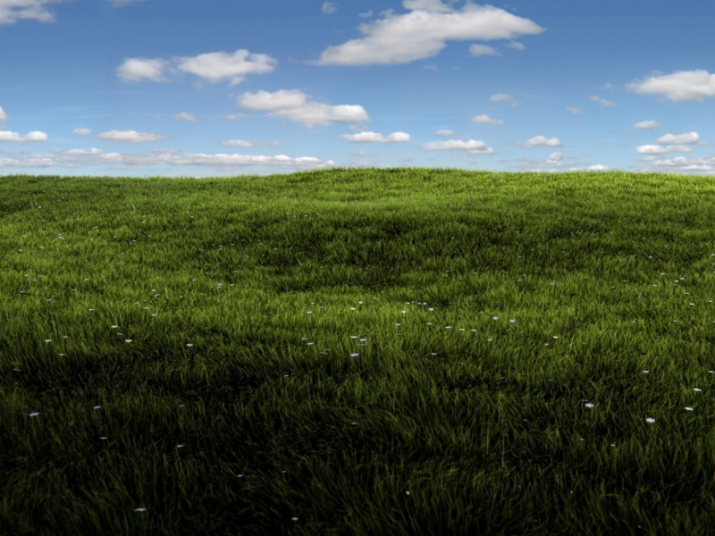 лето, поле, трава зелёная