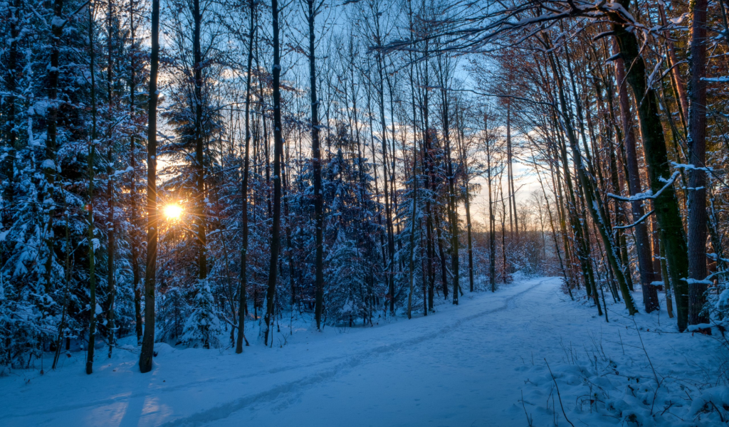 зима, лес, деревья, снег, солнце