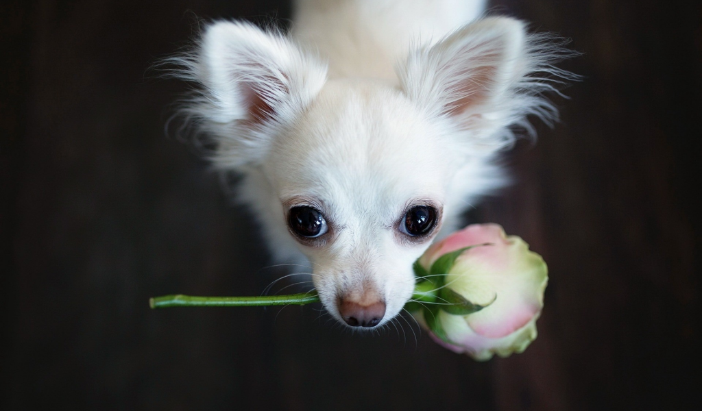 собака, чихуахуа, цветок