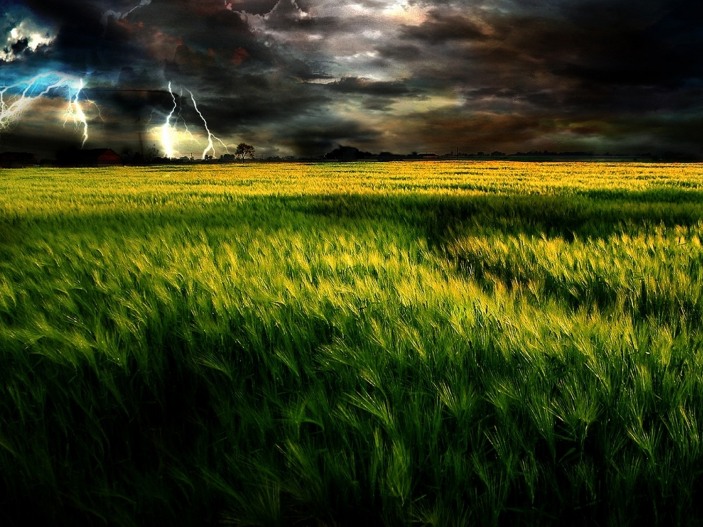 пшеничное поле, тучи, непогода, гроза, молния