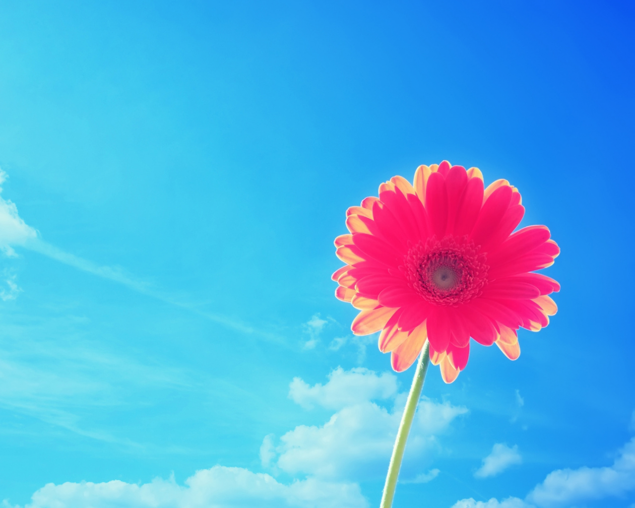 цветок, на фоне неба