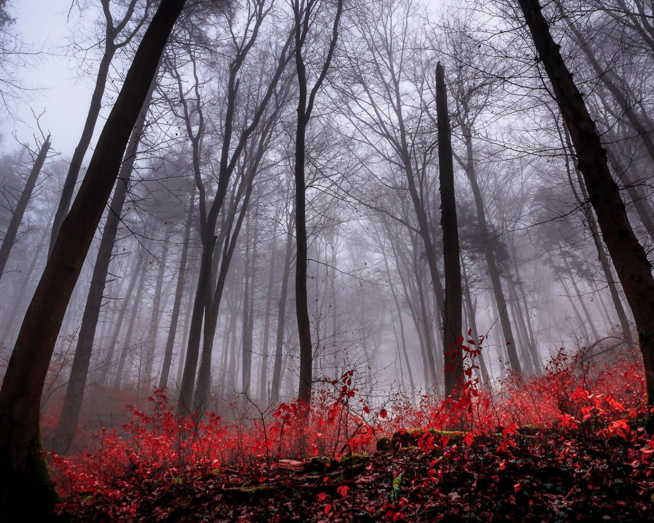 лес, деревья, туман, осень