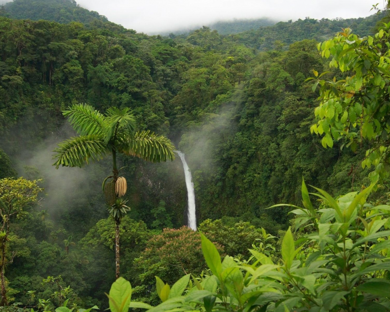 природа, джунгли, водопад, камерун, африка