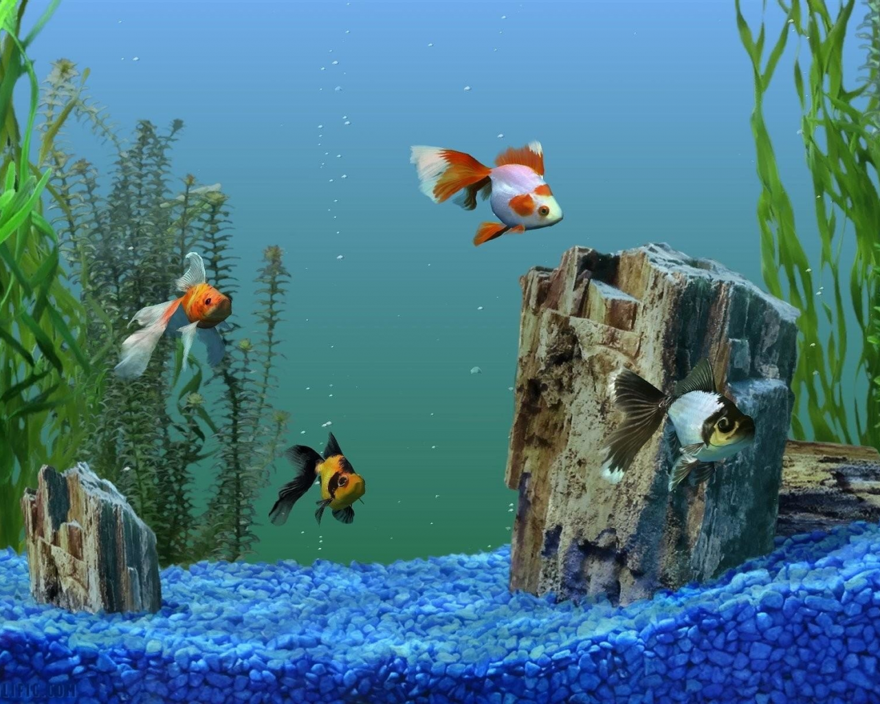 аквариум, рыбки