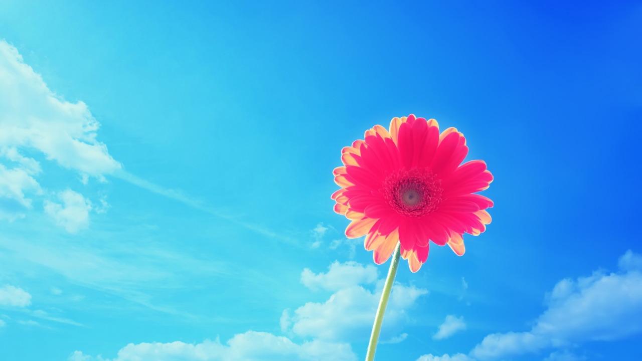 цветок, на фоне неба