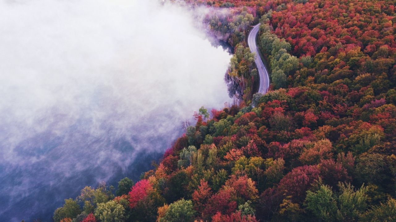 природа, лес, дорога, туман