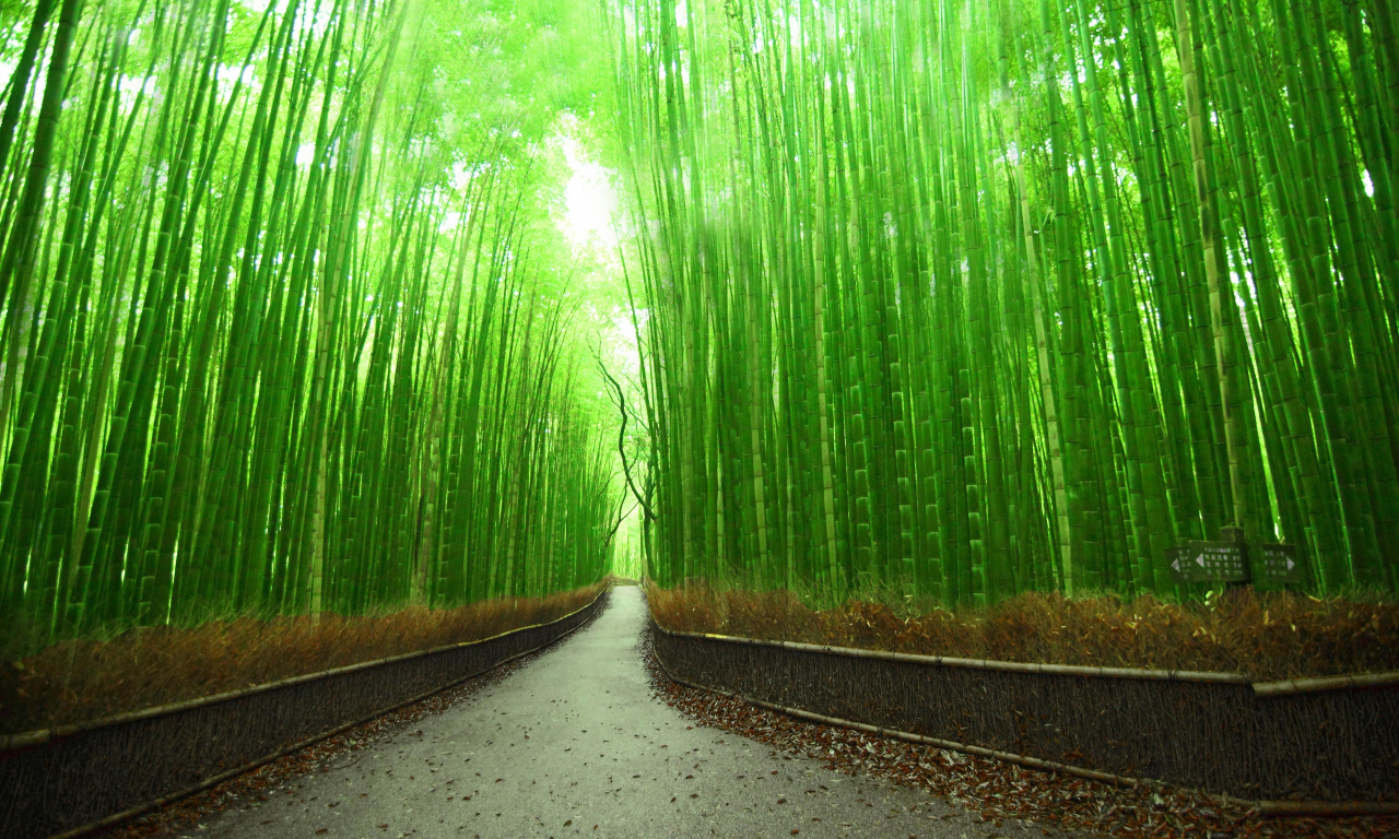 природа, бамбуковая роща, япония