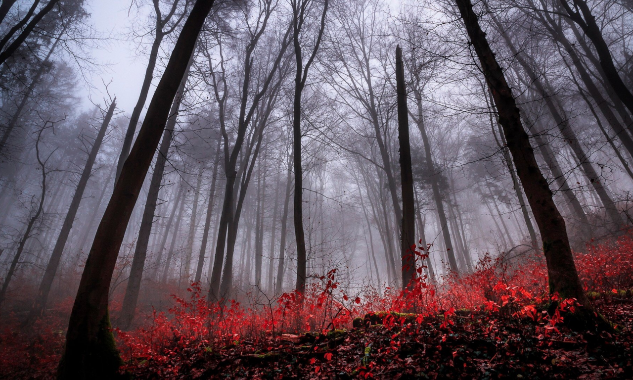 лес, деревья, туман, осень