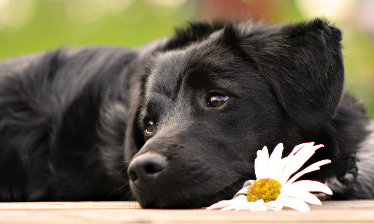 собака, животное, лежит, рядом с цветком