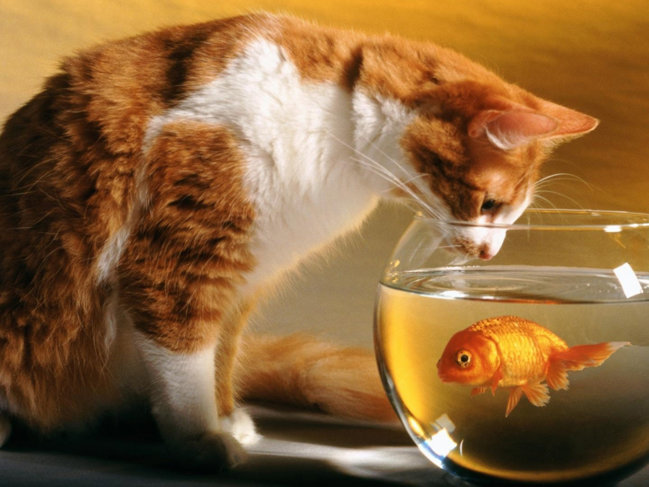 кот, рыбка в аквариуме