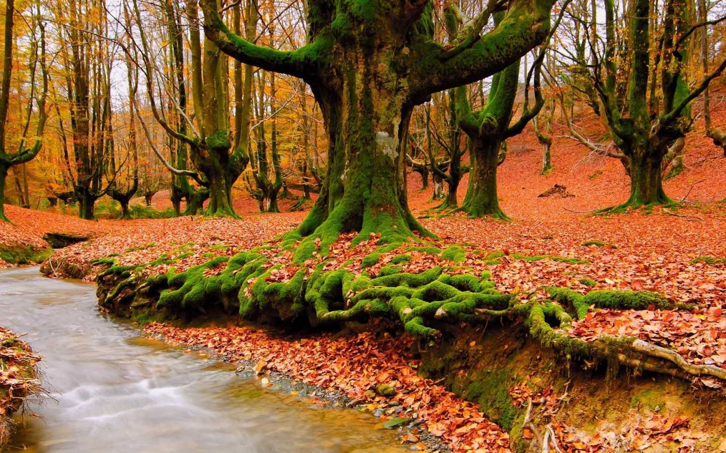 лес, осень, рогастые деревья
