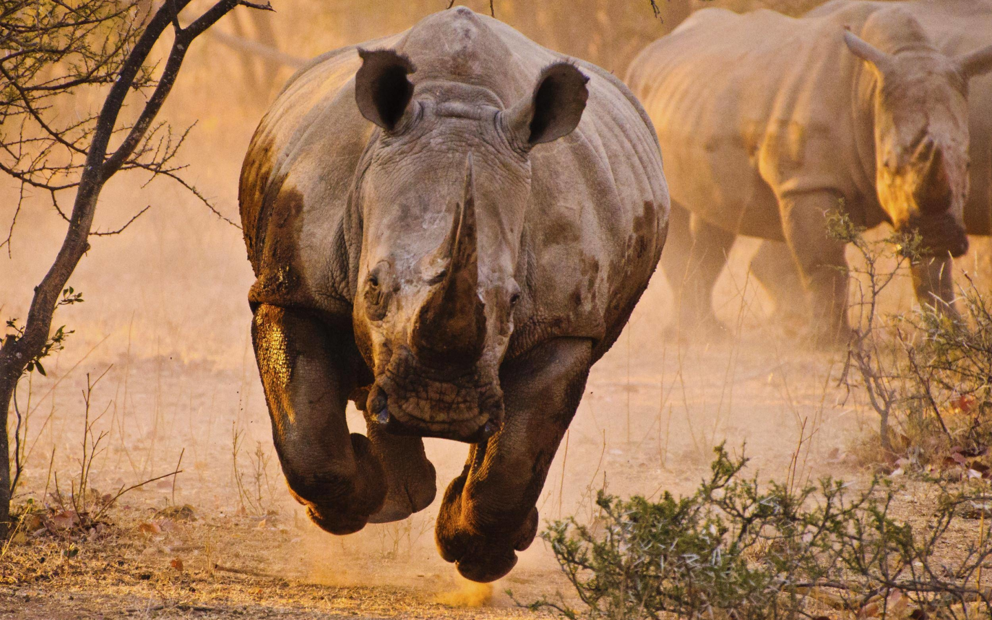 животное, носорог, африка