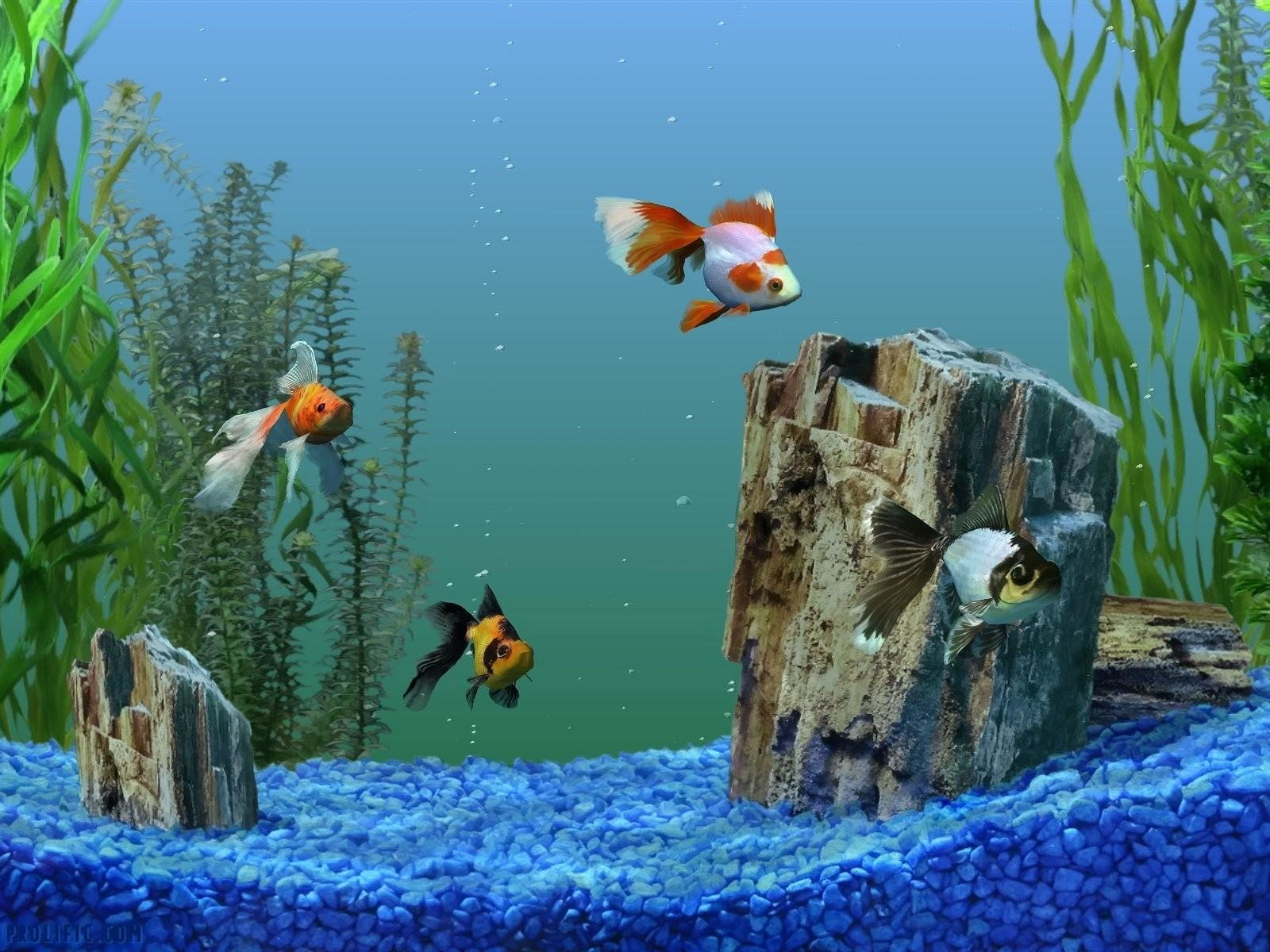 аквариум, рыбки