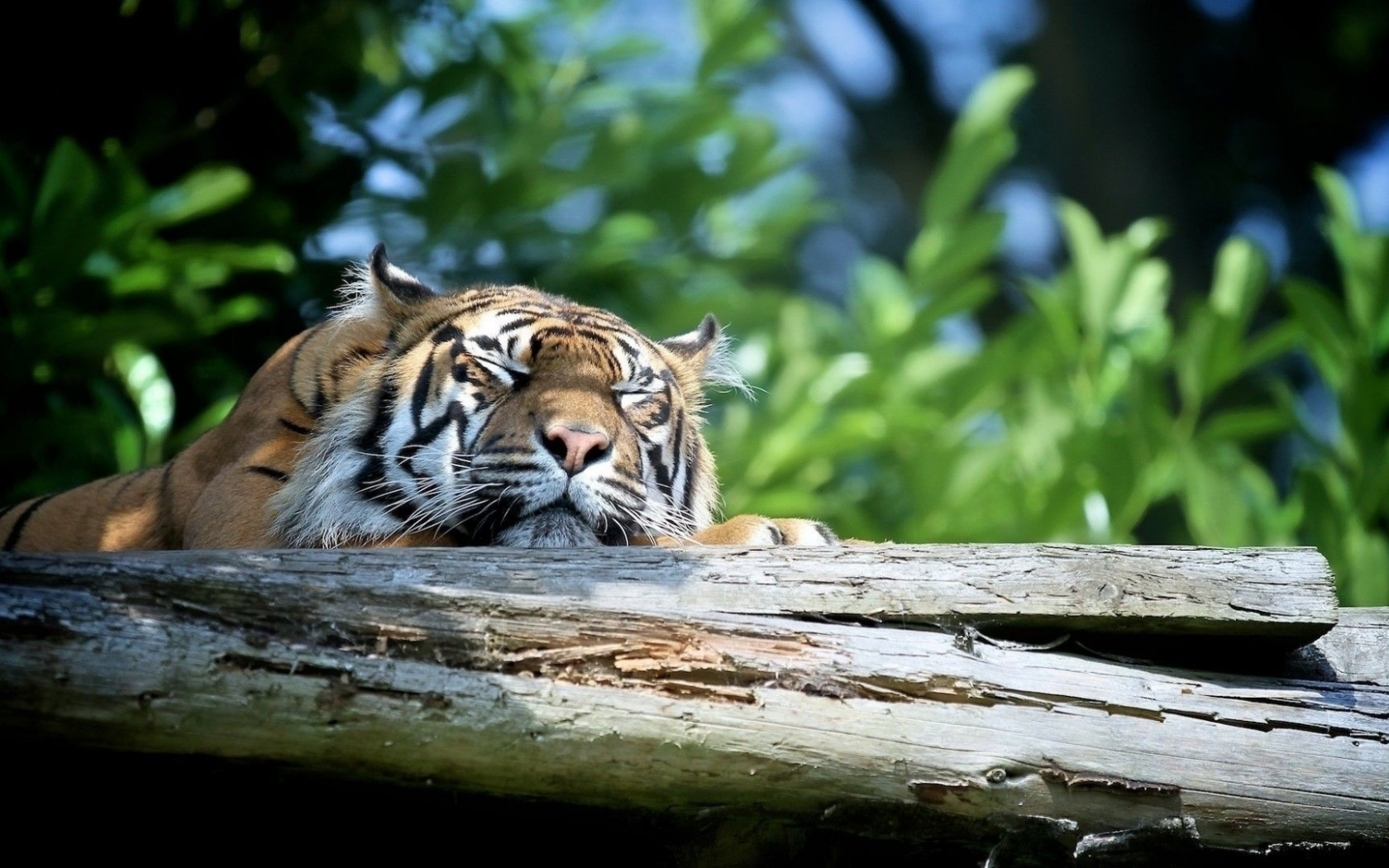тигр, хищник, лежит отдыхает