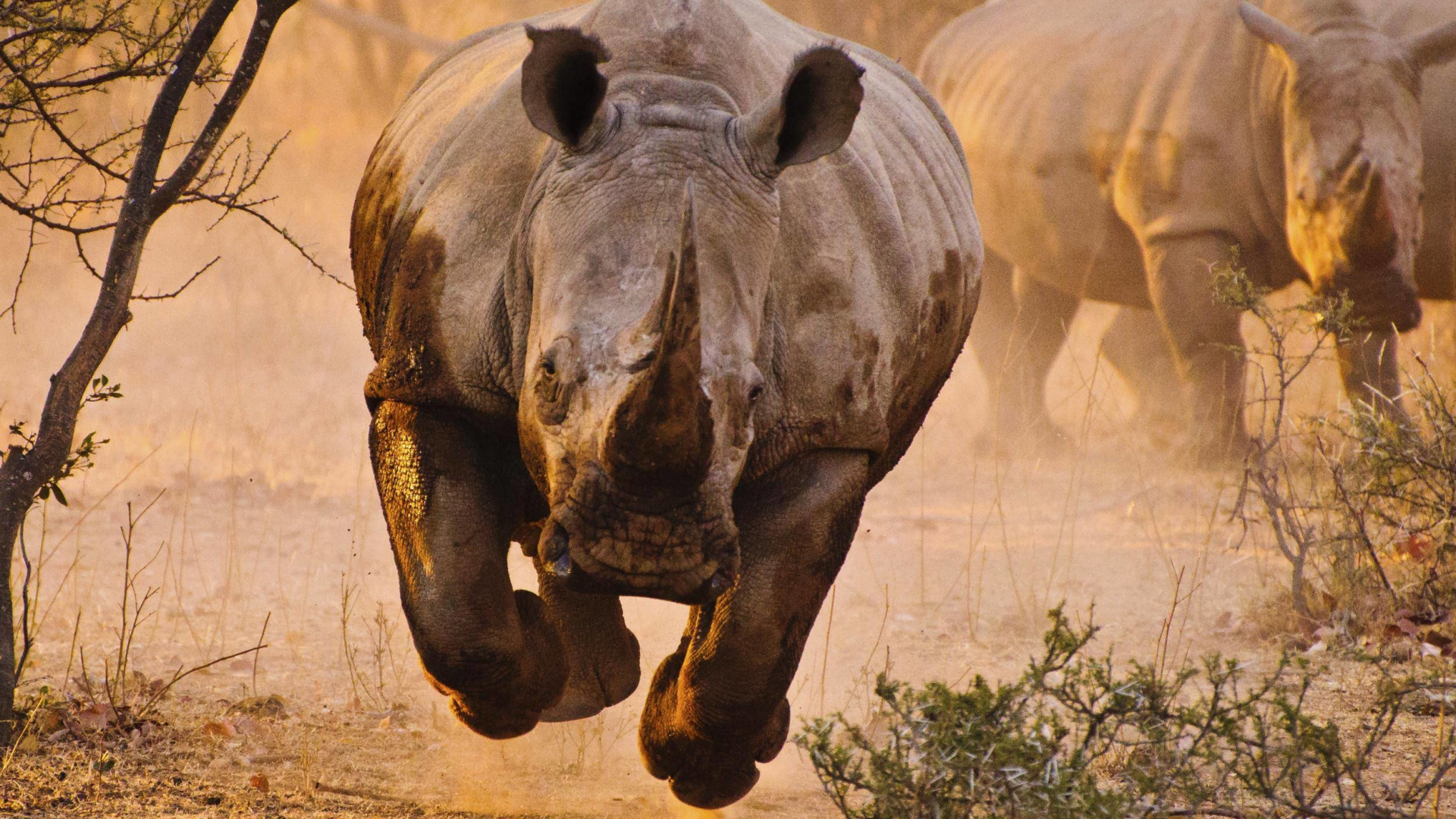 животное, носорог, африка