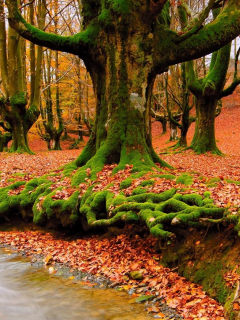 лес, осень, рогастые деревья