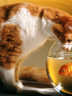 кот, рыбка в аквариуме
