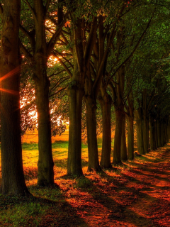 аллея, деревья, солнце
