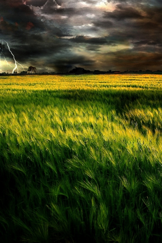 пшеничное поле, тучи, непогода, гроза, молния