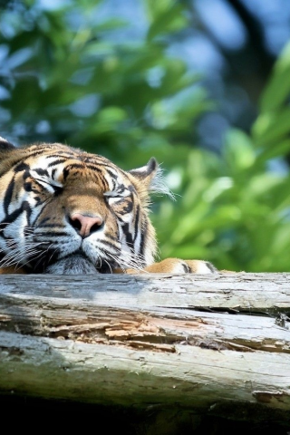 тигр, хищник, лежит отдыхает