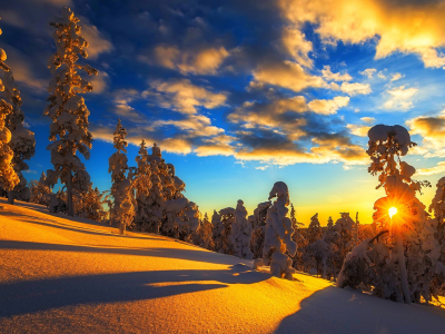 природа, зима, снег, лес, закат