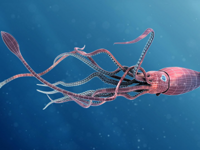 кальмар, giant squid