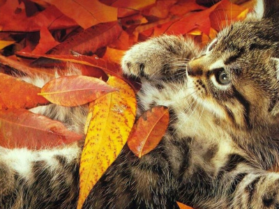 котёнок, маленький, листопад, осень