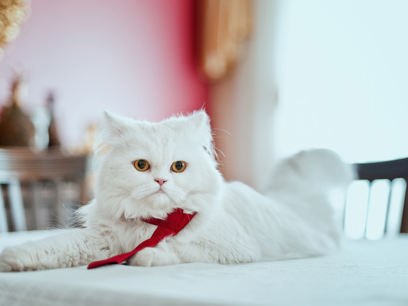 кошка, персидская