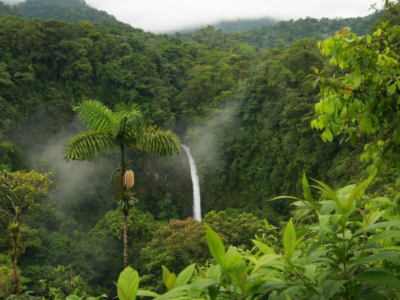 природа, джунгли, водопад, камерун, африка