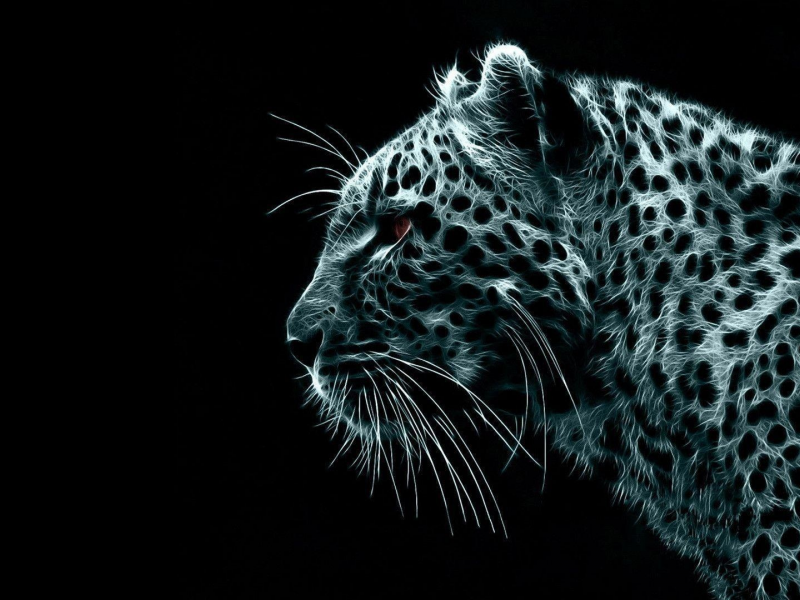 леопард, хищник, кошка, чёрный фон