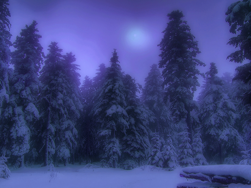 лес, ночь, зима