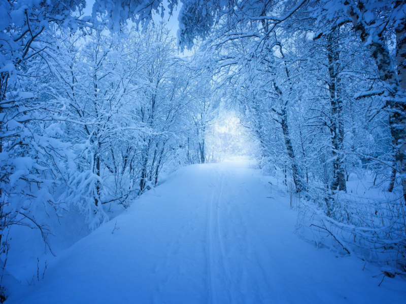 лес, деревья, дорога, зима, снег