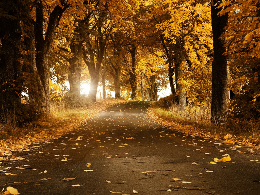 дорога, деревья, осень, листопад