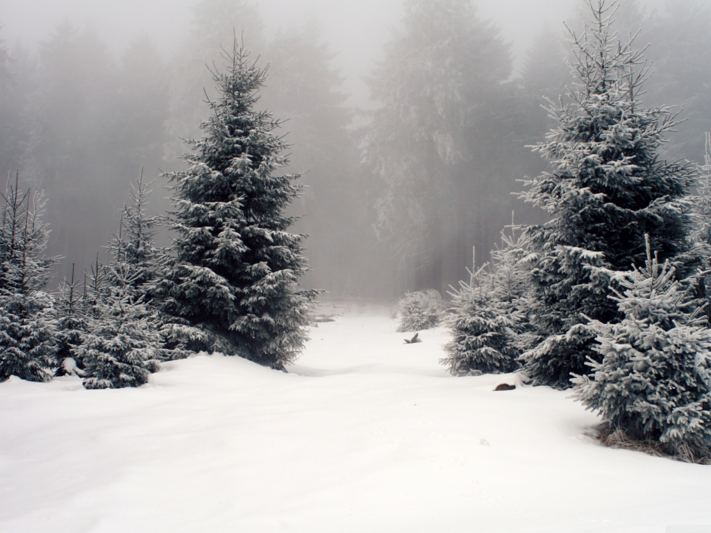 ёлки, лес, зима, снег