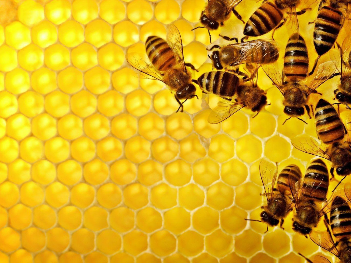 макро, пчела, насекомое, соты, мёд